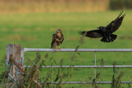 Buizerd met een aanvliegende raaf  in 1 shot