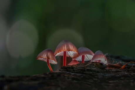 Bloedsteelmycena's