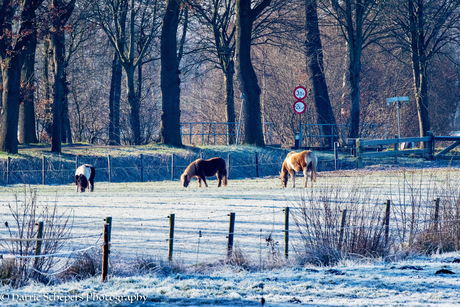 Vroege ochtend in Nieuw-Schoonebeek 