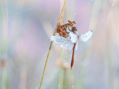 Het is net een engeltje