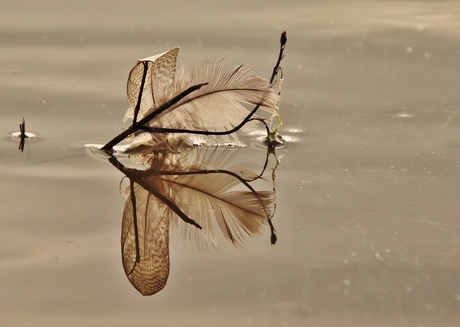 Drijvende veertjes/takje op het water met spiegeling