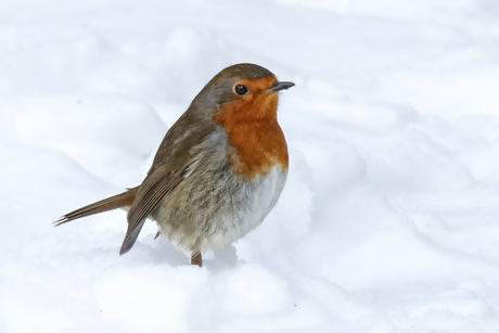 Roodborst