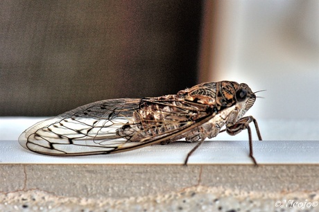 Cicaden in Spanje