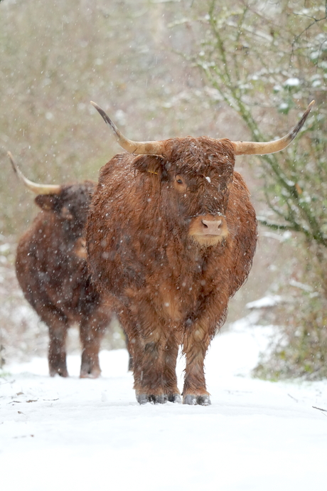 Hooglander in de sneeuw op het eiland van Brienenoord in Rotterdam