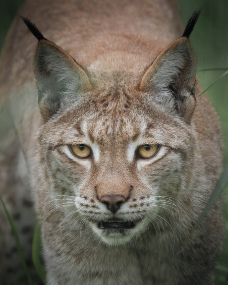 Lynx
