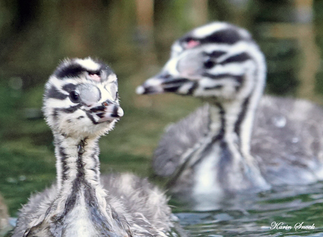 "Twee jonge fuutjes..."