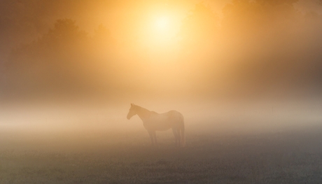 Geest van de Mist