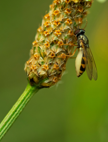 Kleine zweefvlieg