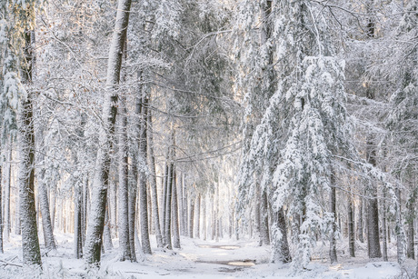Besneeuwd Bos in de Winter