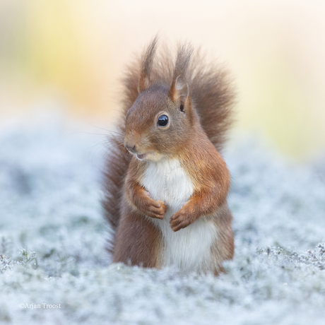 Eekhoorn, Red squirrel, Sciurus vulgaris  Tuinhut  www.arjantroost.nl