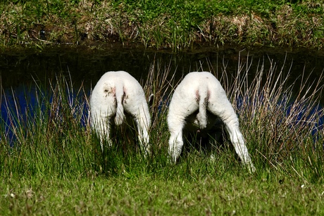 Tweeling