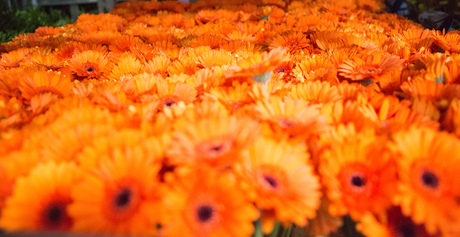 Oranje Gerbera