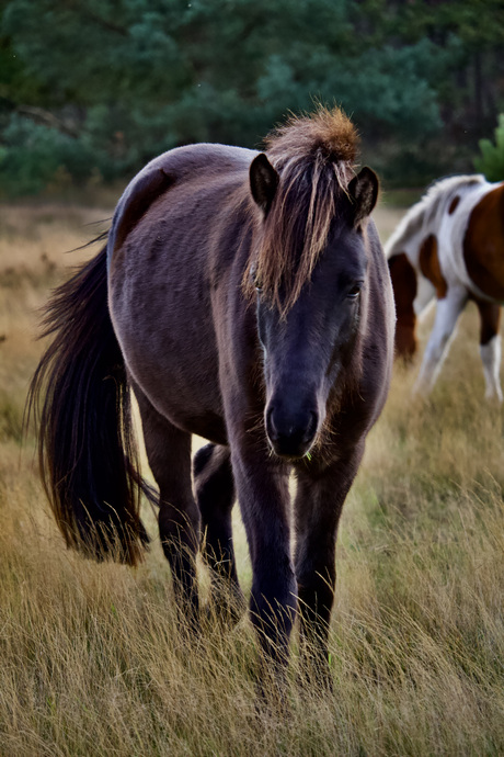 horse 