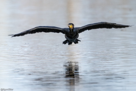 aalscholver in vlucht
