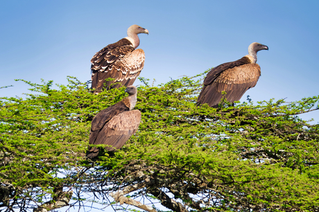Vogels in Ndutu