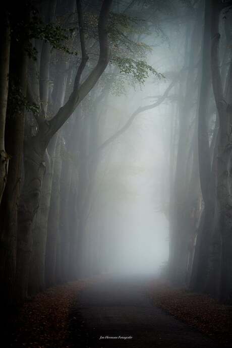 Misty lane