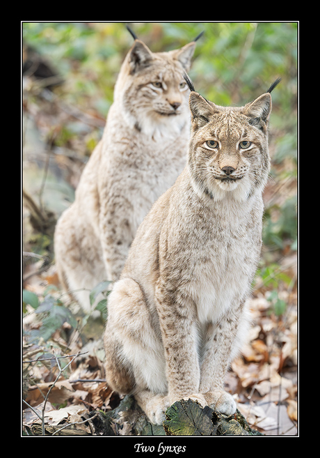 Two lynxes