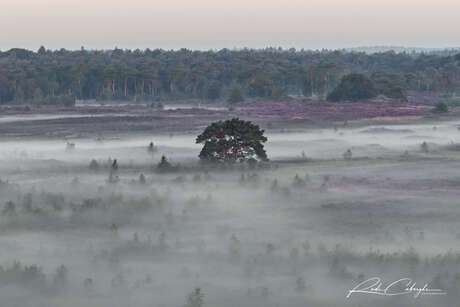 Heide in de mist