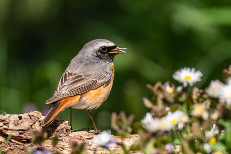 de Lente begin met bloemen