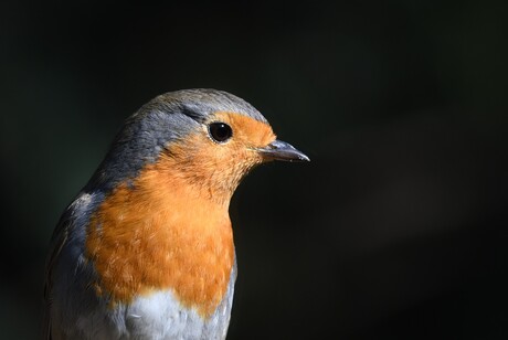 Roodborst 