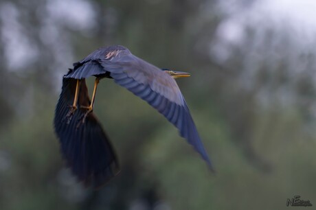 Purperreiger in de Biesbosch