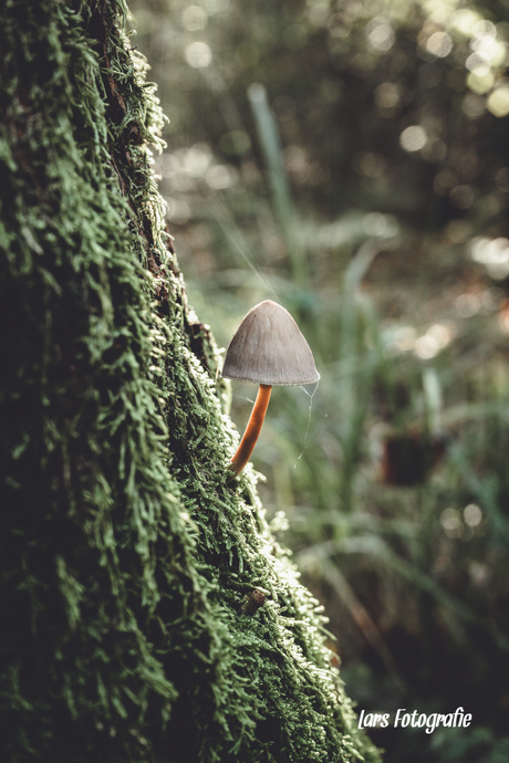 Op zoek naar paddenstoelen