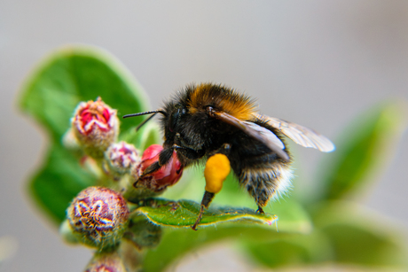 Boomhommel op Cotoneaster