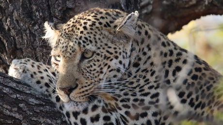 Luipaard, Tibavati Game Reserve