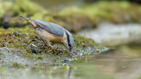 Boomklever op zoak naar nestmateriaal