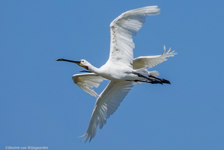 Is het 1 of zijn het er 2??