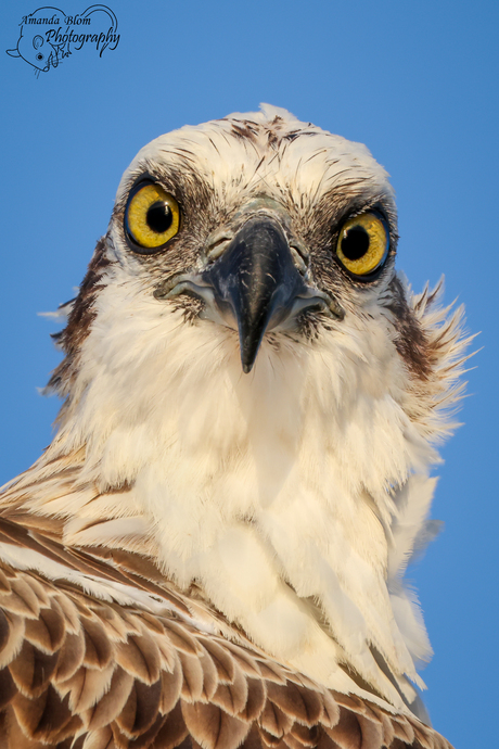 Visarend portret