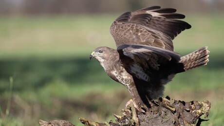 Buizerd 