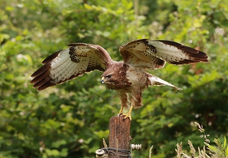 Buizerd