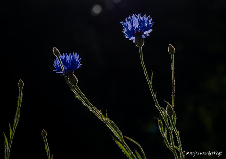 Korenbloemen