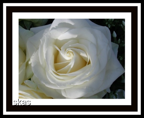 white rose