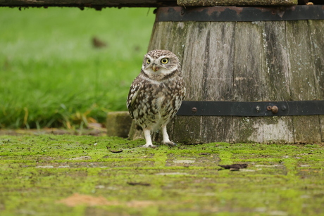 steenuil verstopt in de tuin