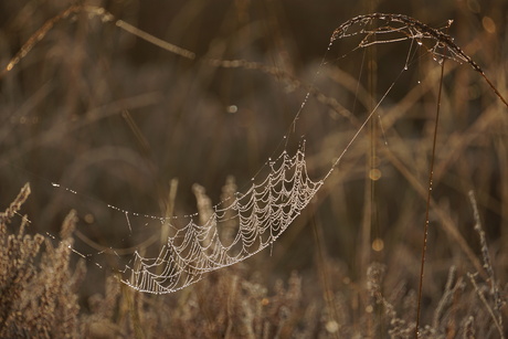 Spinnenweb ketting