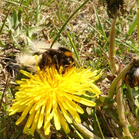 hommel op paardenbloem 