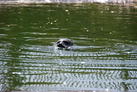 Zeehond