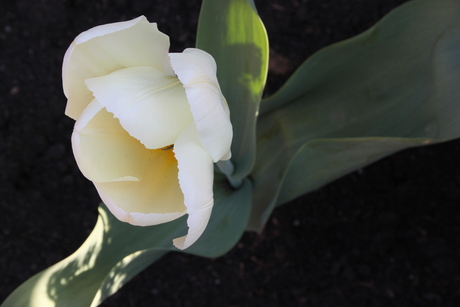 Tulp