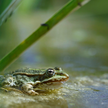 Zoomdag 17 mei Botanische Tuin Utrecht