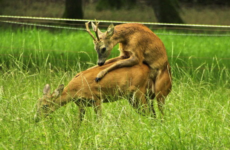 In de achtertuin.......