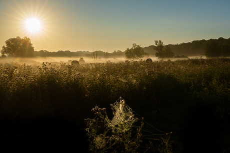 Misty morning