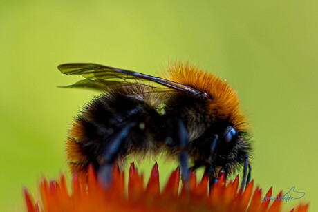 Hommel