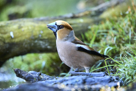 Appelvink