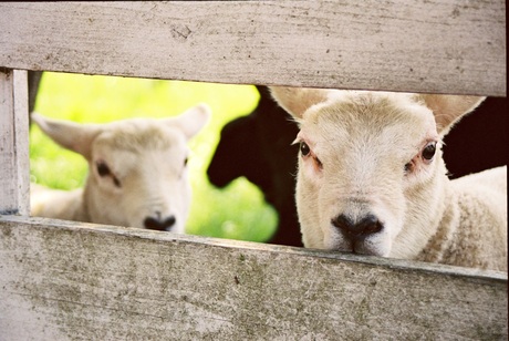 nieuwsgierige schapen