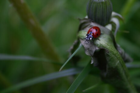 Macrofotografie 