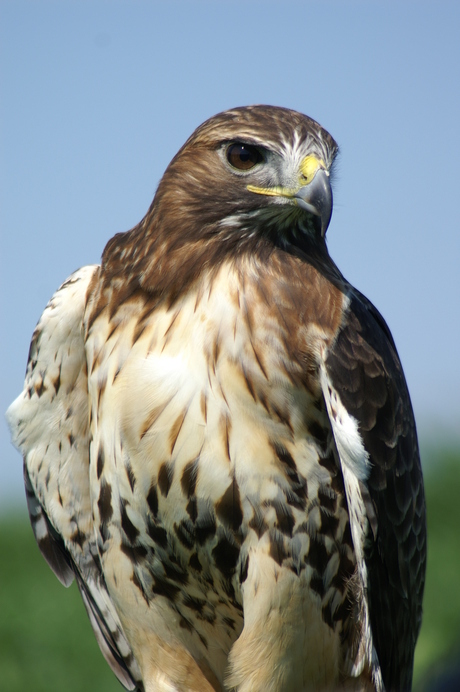 De grote baas