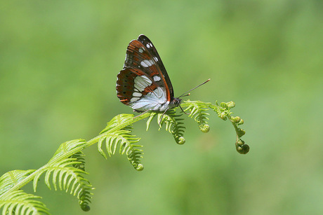 Blauwe ijsvogelvlinder