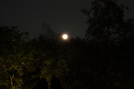 zie de volle maan schijnt door de bomen